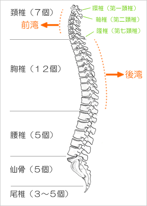 脊椎S字曲線